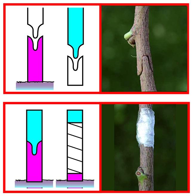 Forbici per innesti 12mm - Sandri Garden SG-FI12