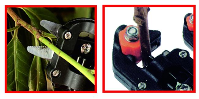 Forbici per innesti 12mm - Sandri Garden SG-FI12